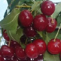 Комплект 5шт / Вишня Уральская..